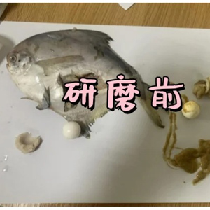 低溫環(huán)境下用冷凍研磨儀對鳊魚肉研磨實(shí)驗|保證生物活性